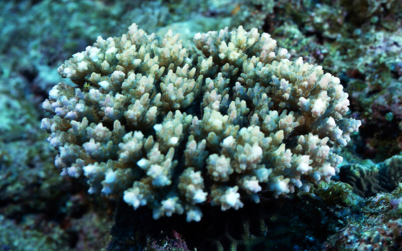 Coral colony underwater