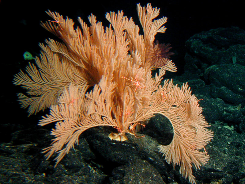 Coral fan in deep water
