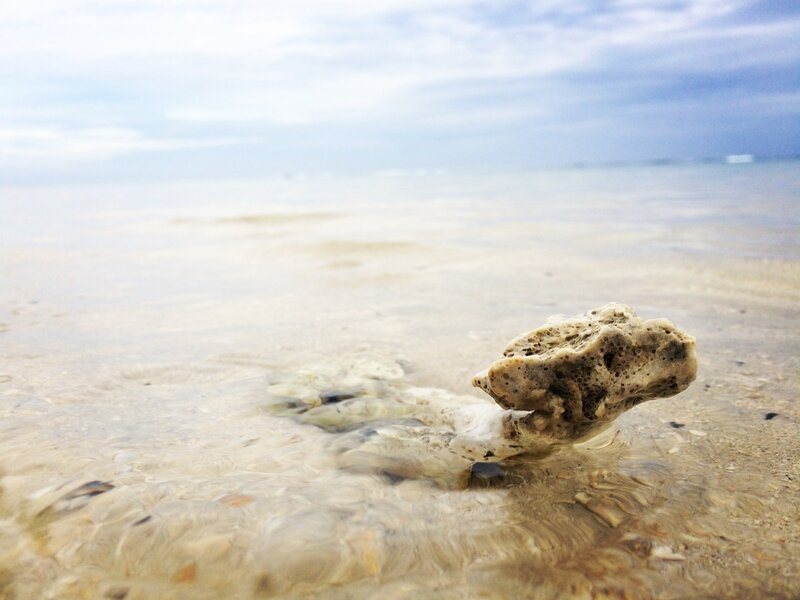 Coral Fragment on Beach — Beige