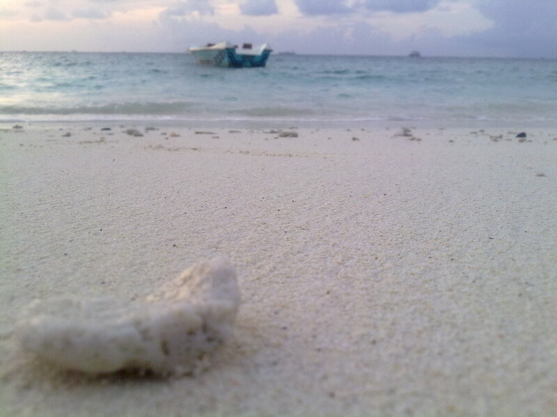 Coral Fragment on Beach