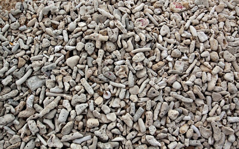 Coral Fragments on Beach