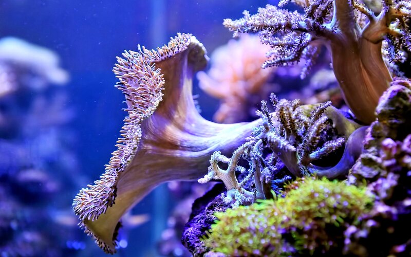 Coral in Aquarium