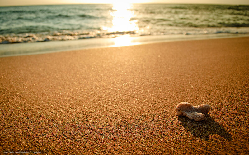Coral on Sandy Beach — Brown, Serene