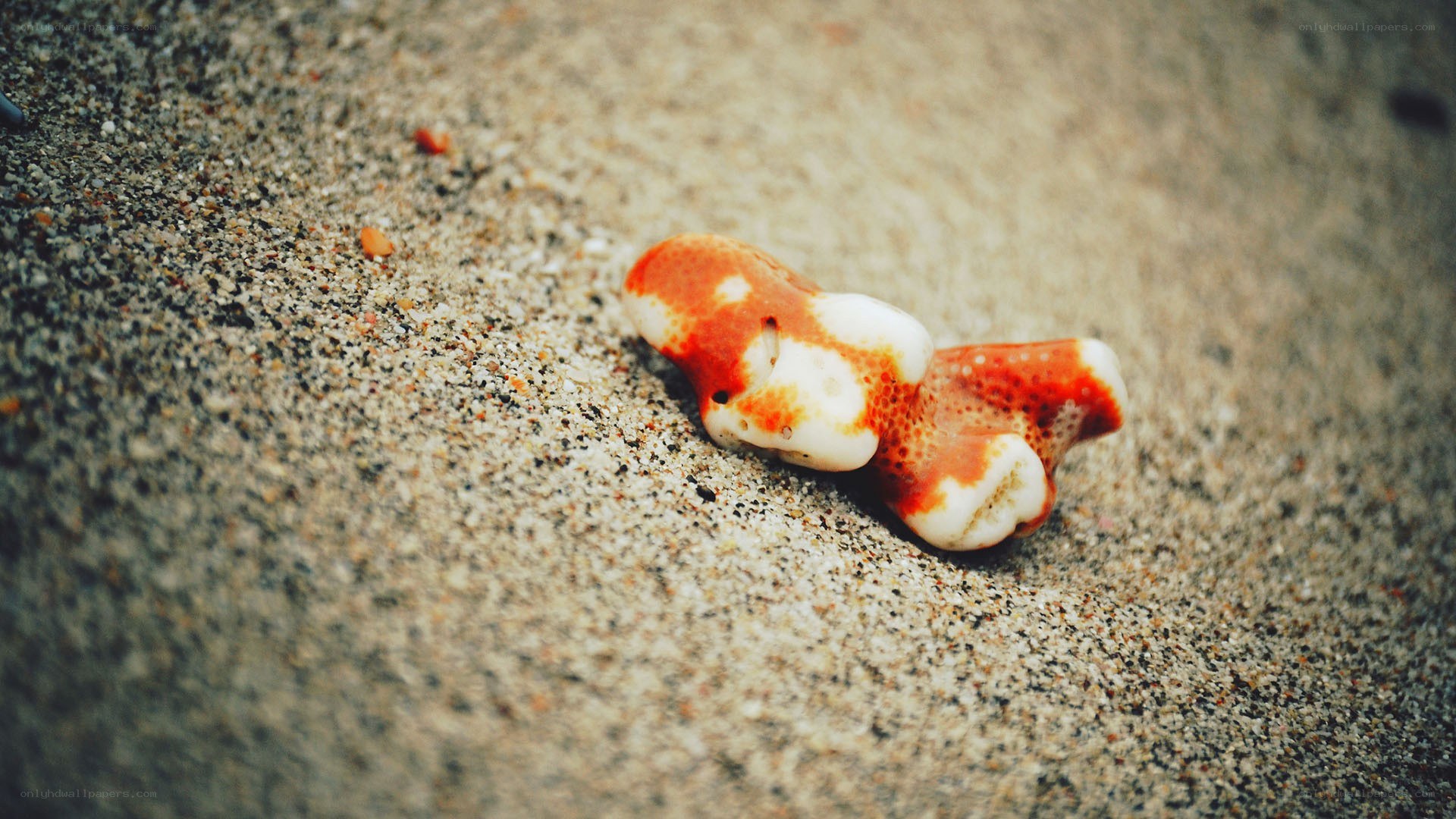 coral on sandy beach