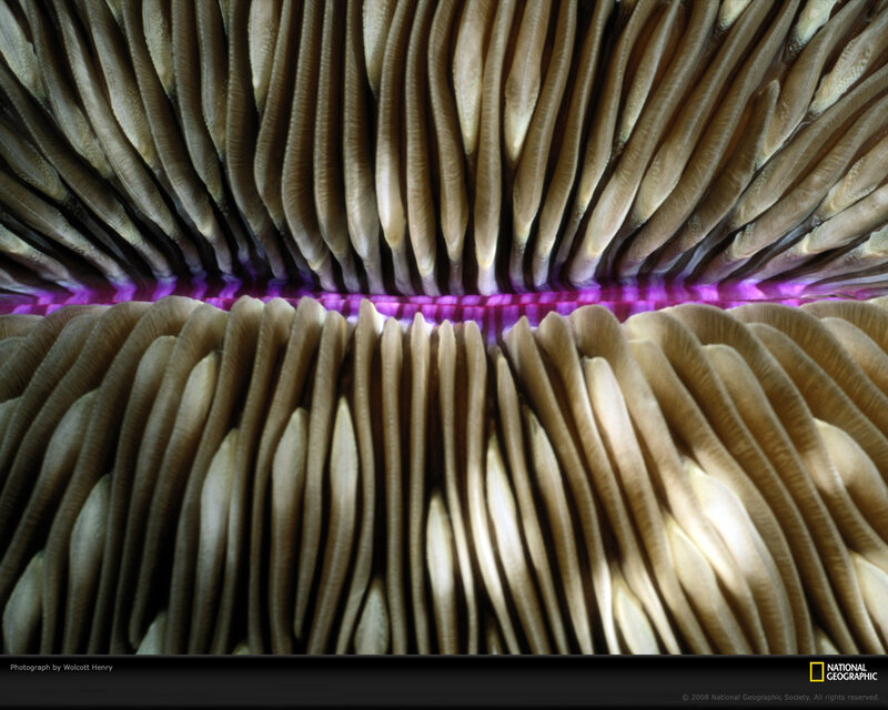 Coral Polyps Close-up