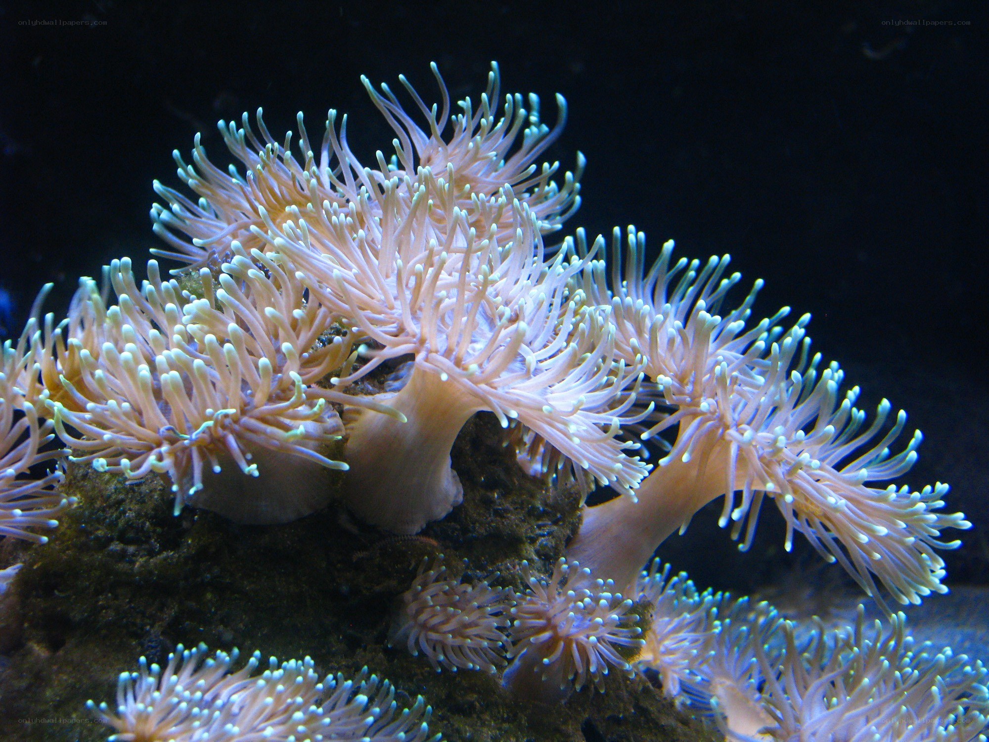coral polyps in aquarium