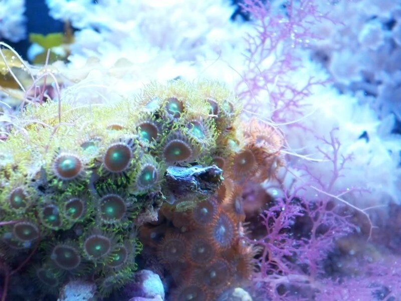 Coral Polyps in Aquarium — Green