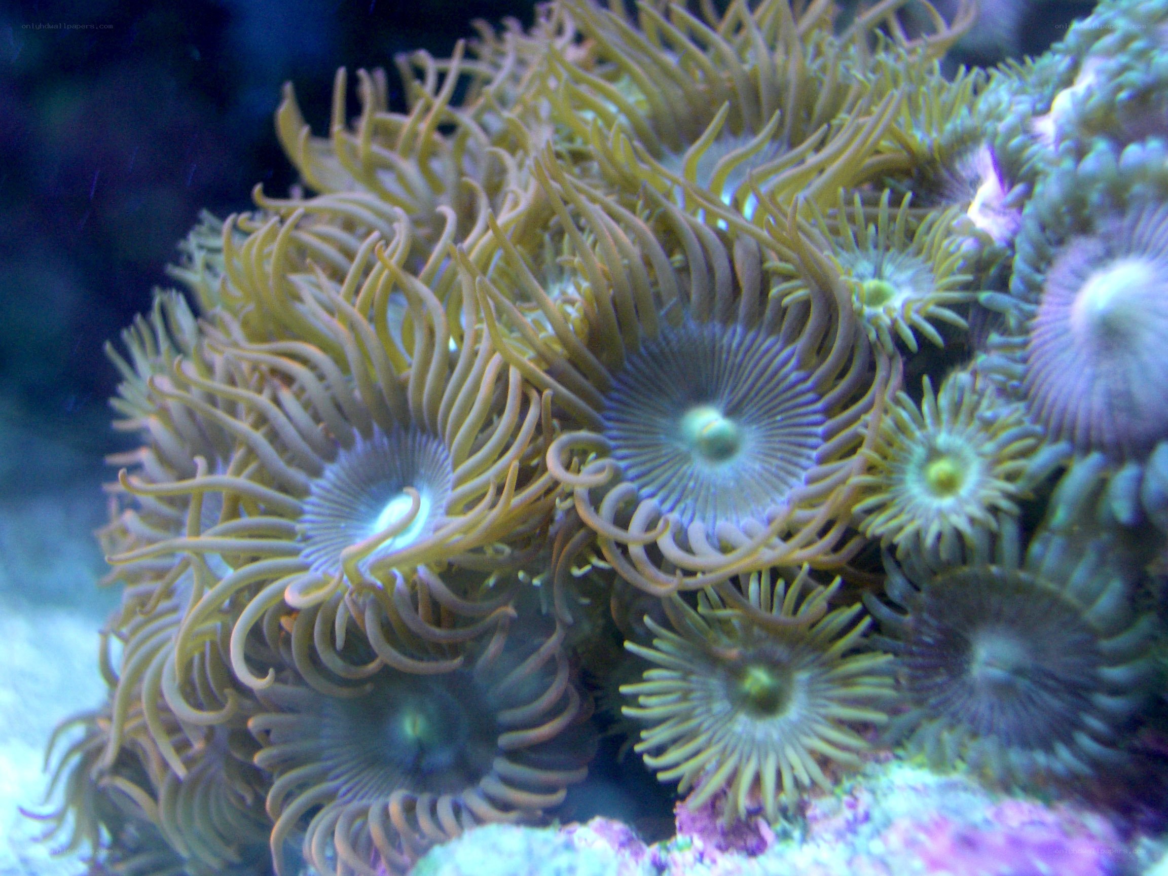Coral polyps in aquarium
