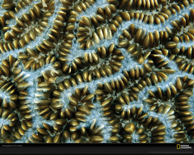 Coral Polyps