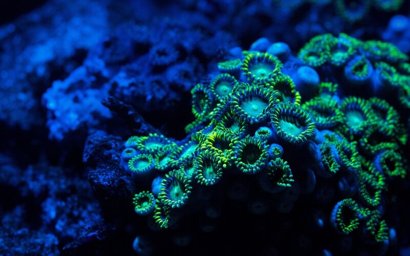 coral polyps under blue light