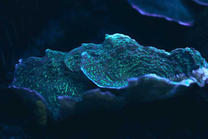 Coral Polyps under UV Light — Blue