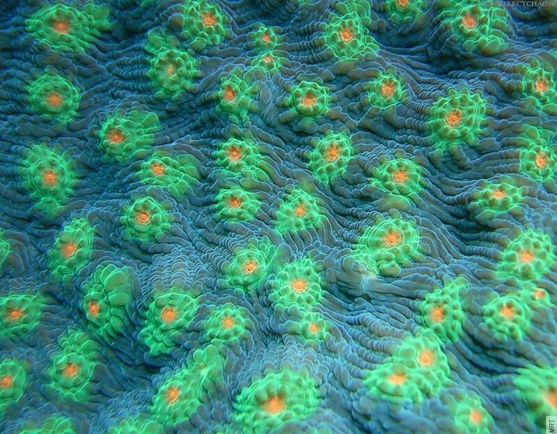 coral polyps under UV light