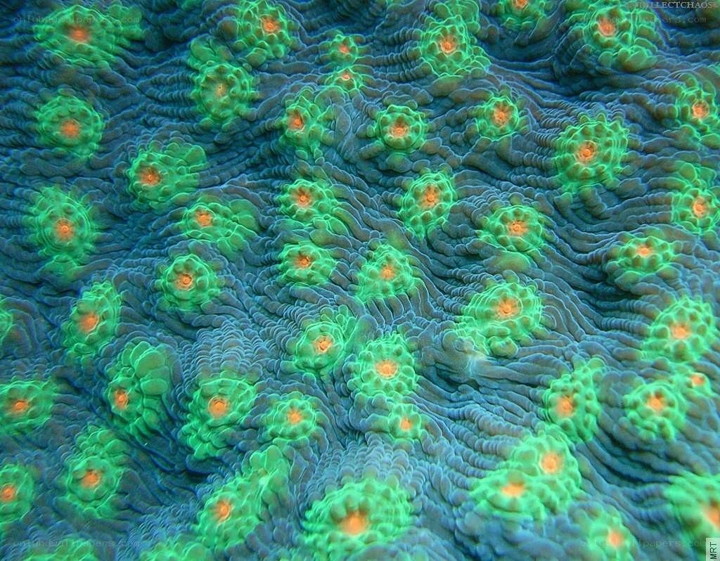 coral polyps under UV light