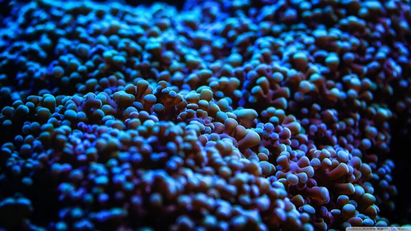 Coral Polyps Underwater — Blue, Calm