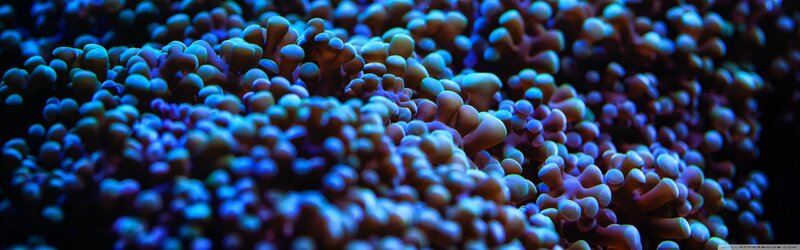Coral Polyps Underwater — Blue