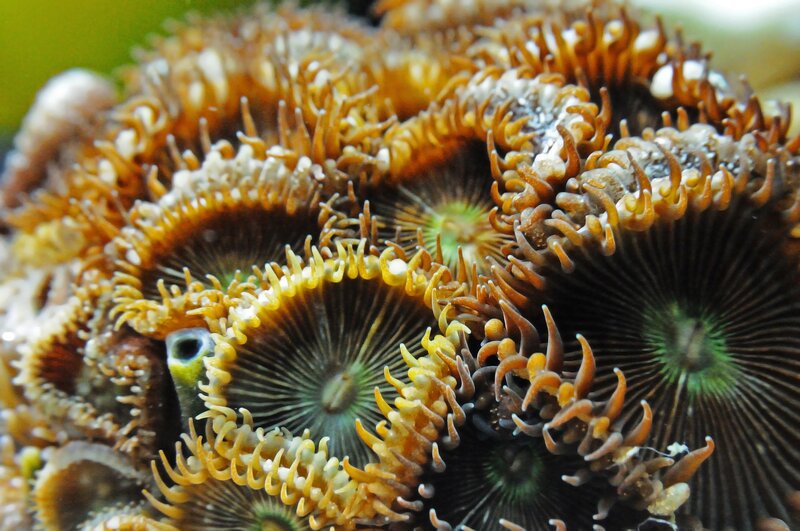 Coral Polyps Underwater — Brown