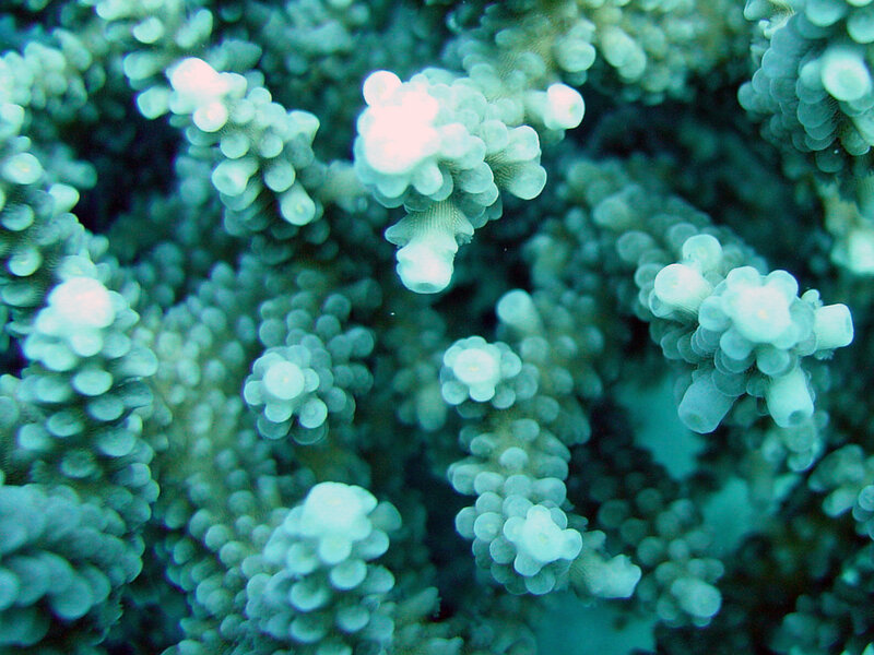 Coral Polyps Underwater — Green