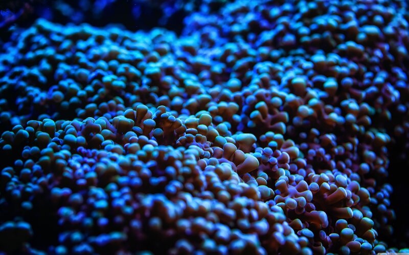 Coral Polyps Underwater
