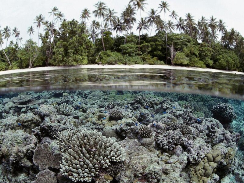 Coral Reef and Palm Trees — Green