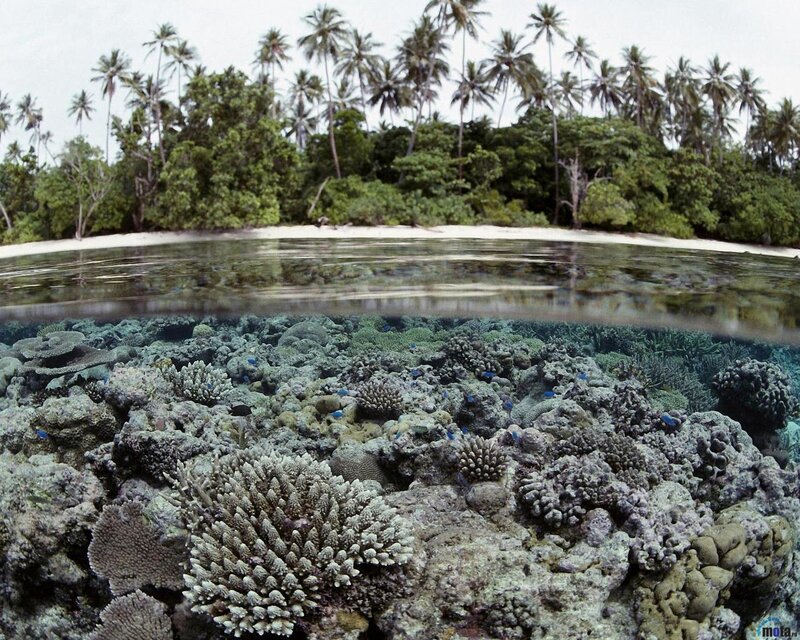 Coral Reef and Palm Trees