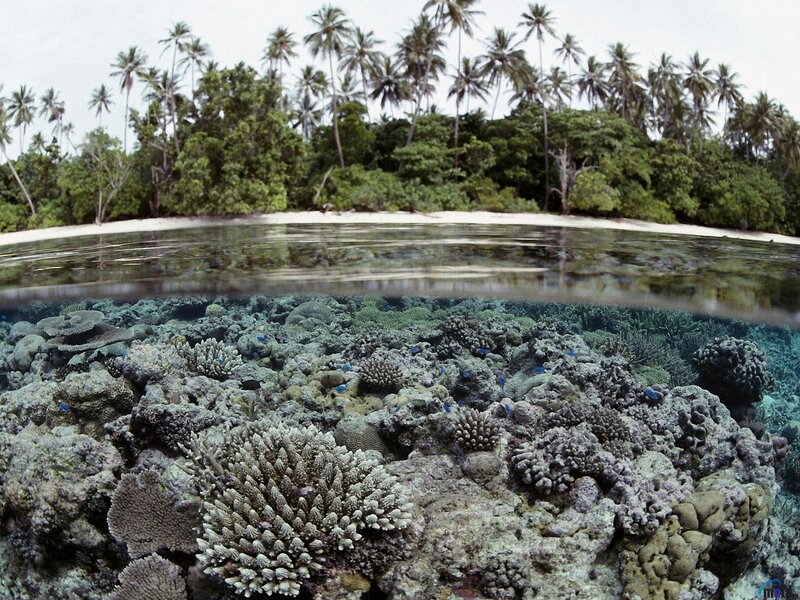Coral reef and tropical island