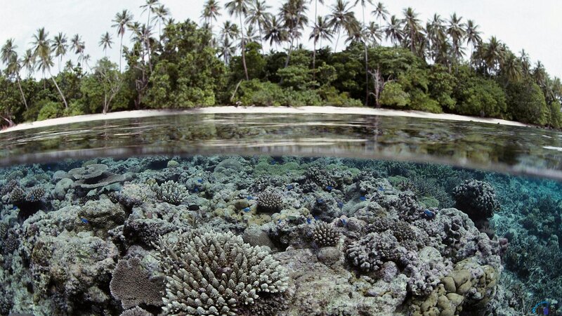 Coral reef and tropical island