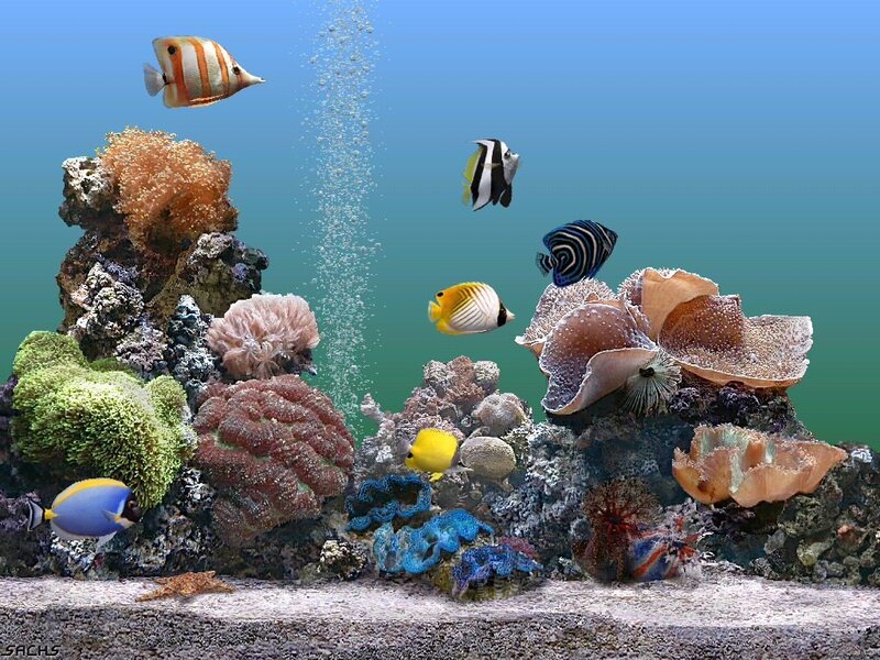 Coral Reef Aquarium — Blue, Serene, Digital Art