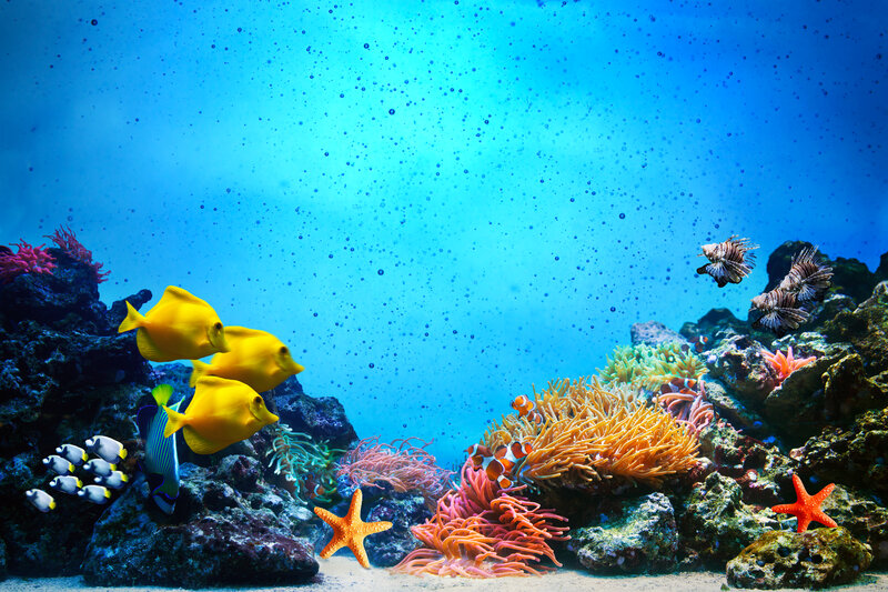 Coral Reef Aquarium — Blue, Serene, Photograph