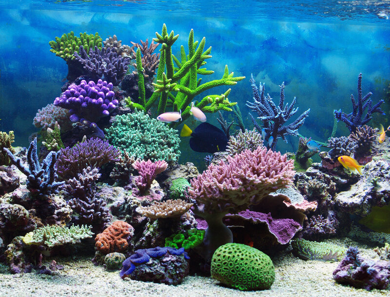 Coral Reef Aquarium — Blue, Serene