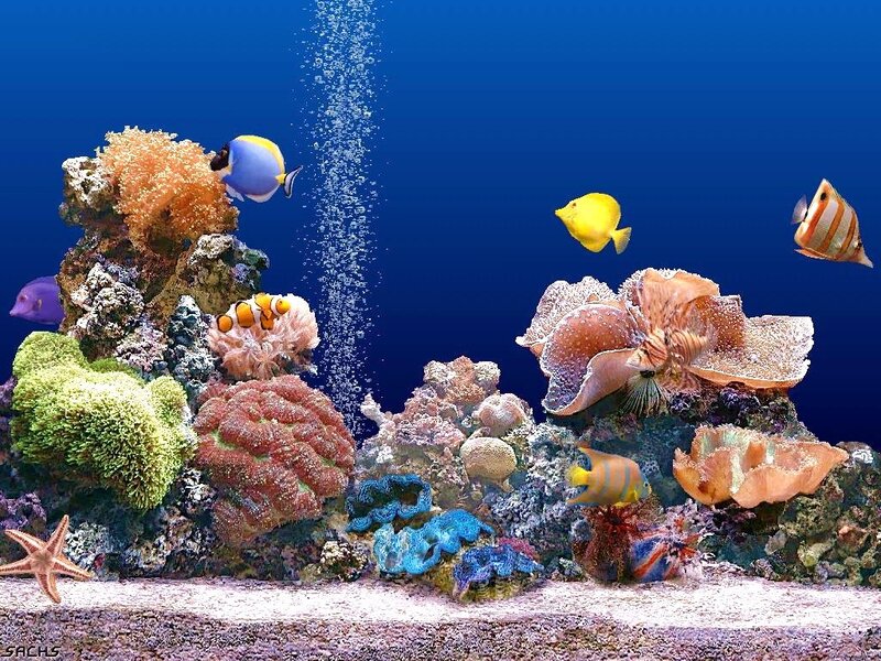 Coral Reef Aquarium — Blue