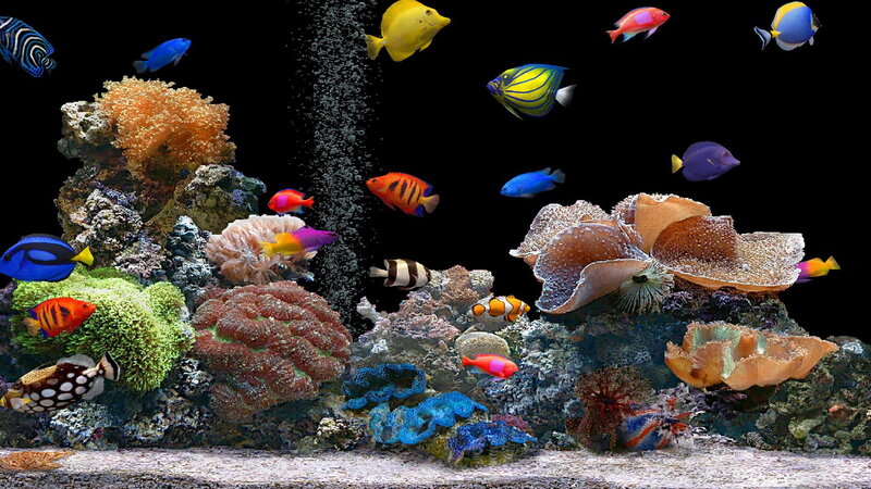 Coral Reef Aquarium — Blue, Vibrant, Photograph, Fish, Bubbles