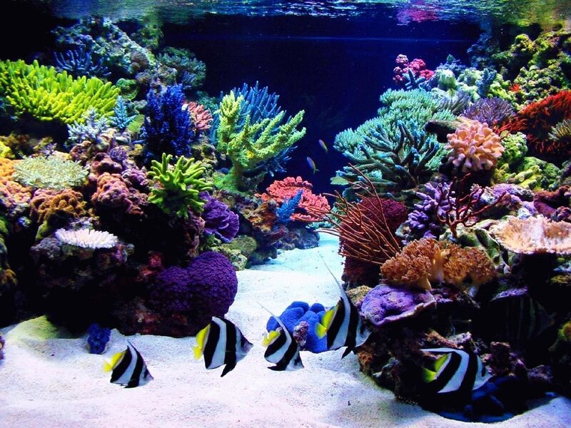 Coral Reef Aquarium — Blue, Vibrant, Photograph