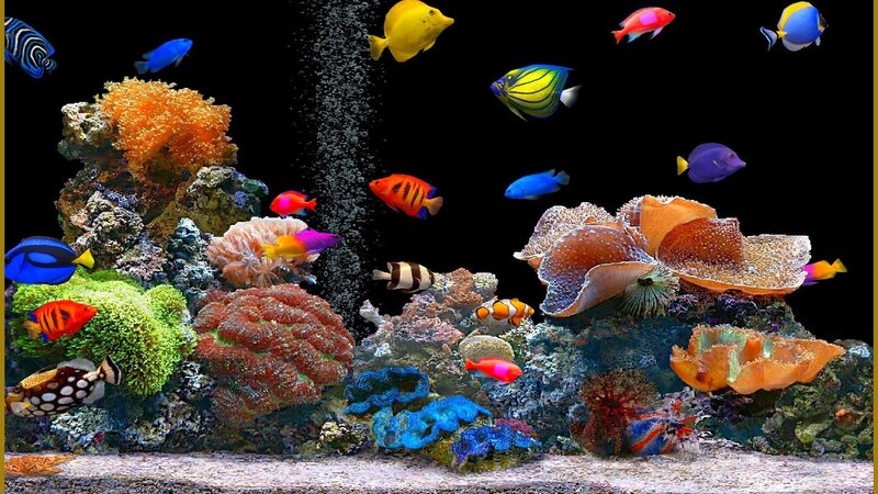 Coral Reef Aquarium — Blue, Vibrant