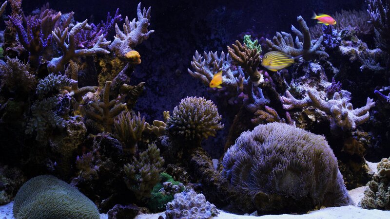 Coral Reef Aquarium — Purple