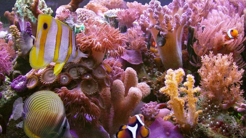 Coral Reef Aquarium — Purple, Vibrant