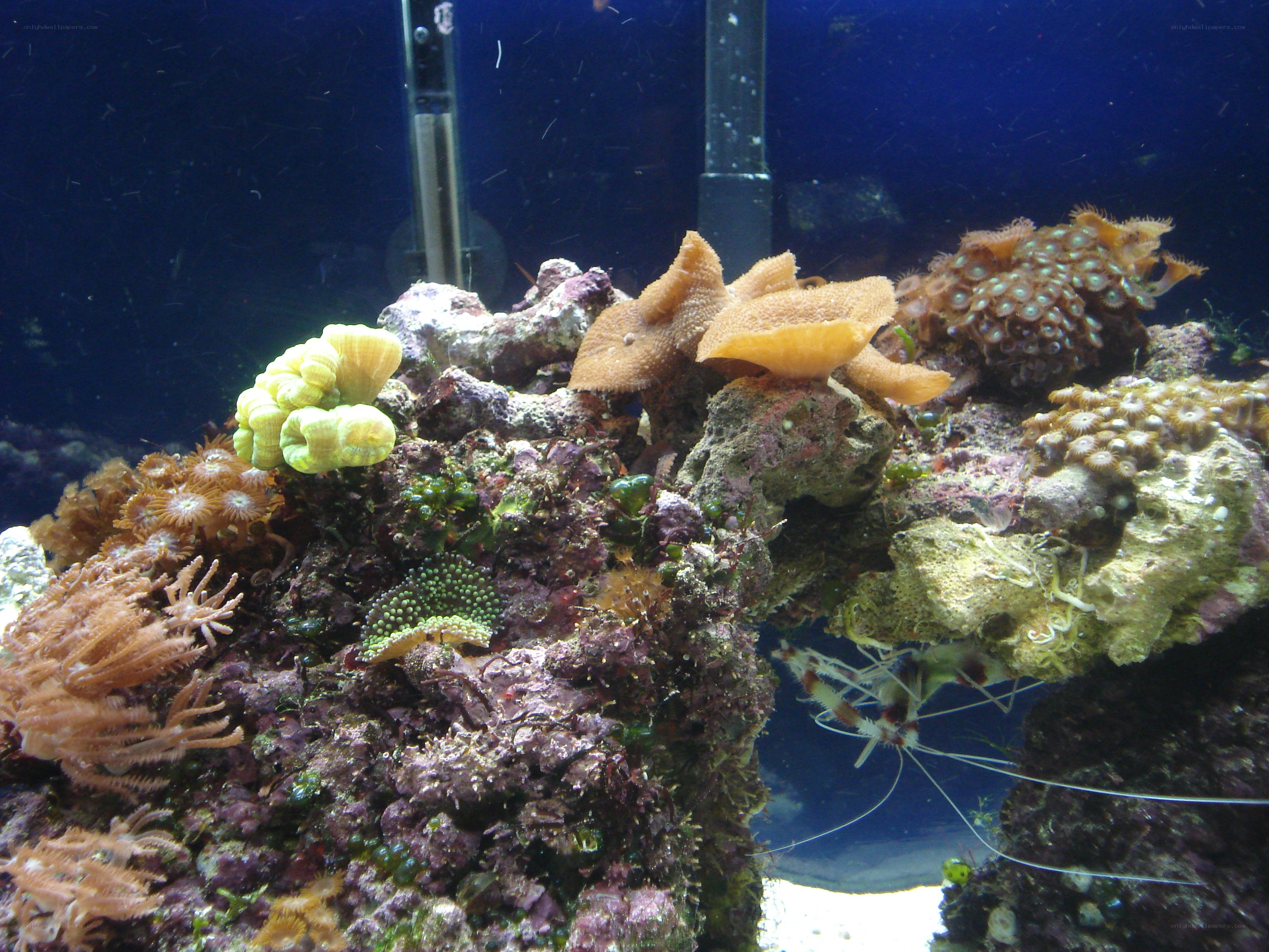 coral reef aquarium scene