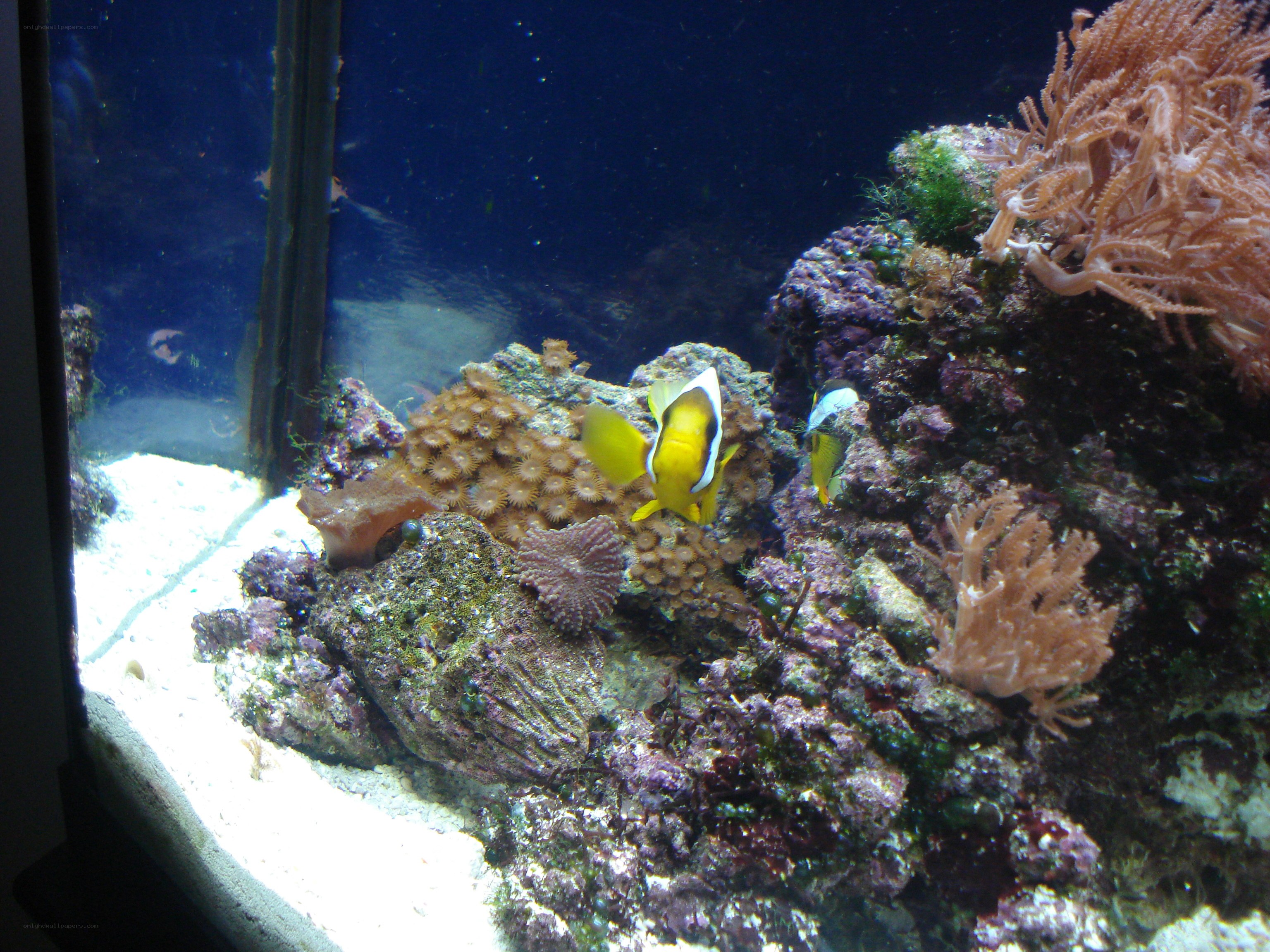 Coral reef aquarium scene