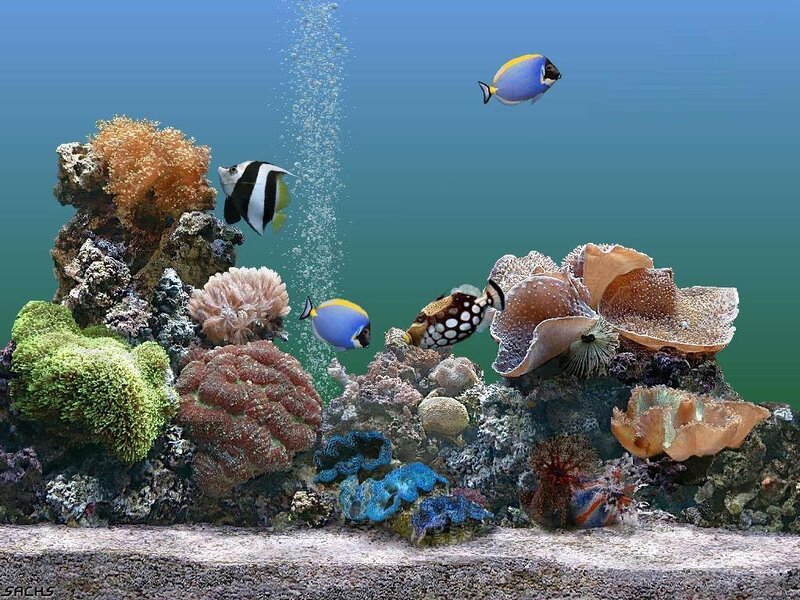 Coral Reef Aquarium