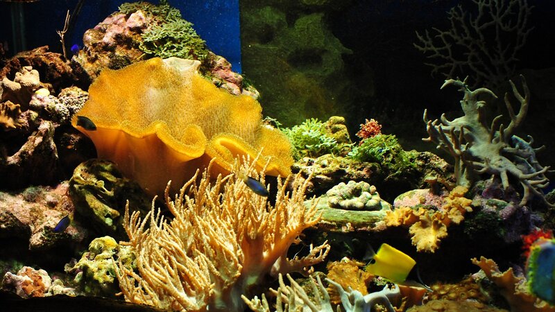 Coral Reef Aquarium — Yellow, Calm