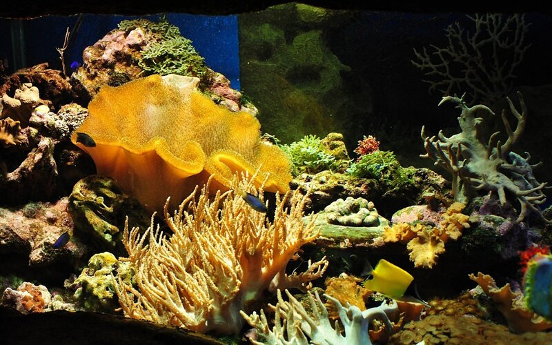 Coral Reef Aquarium — Yellow