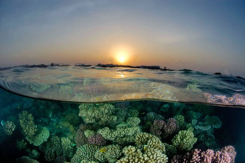 Coral Reef at Sunset — Blue