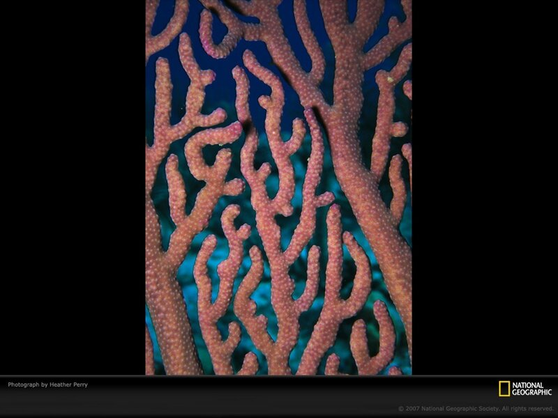 Coral reef close-up