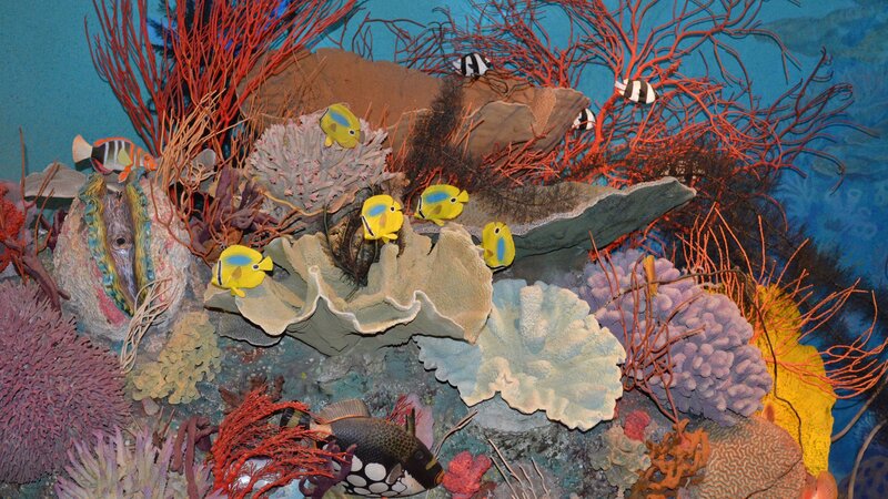 Coral Reef Display — Blue