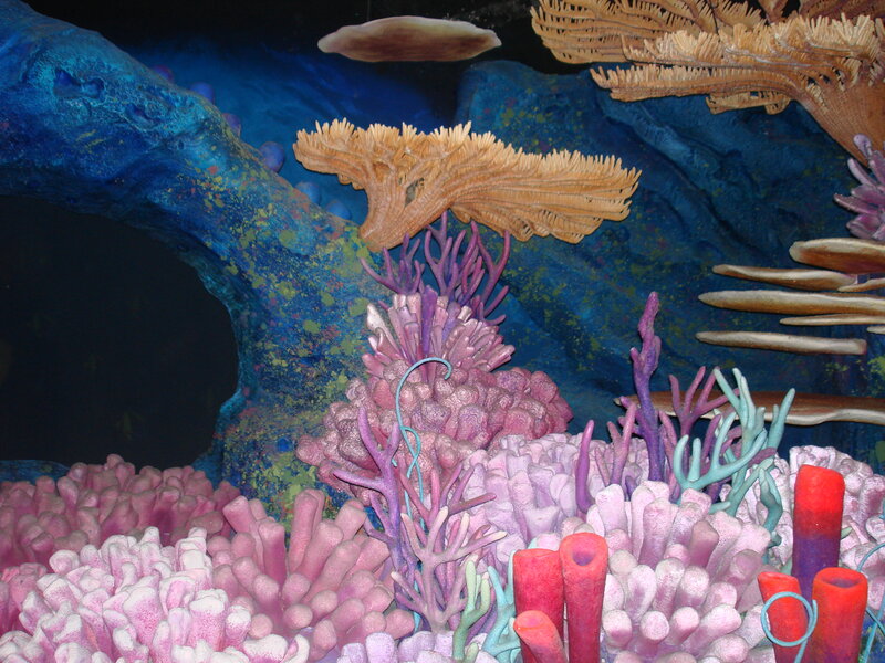 Coral Reef Display