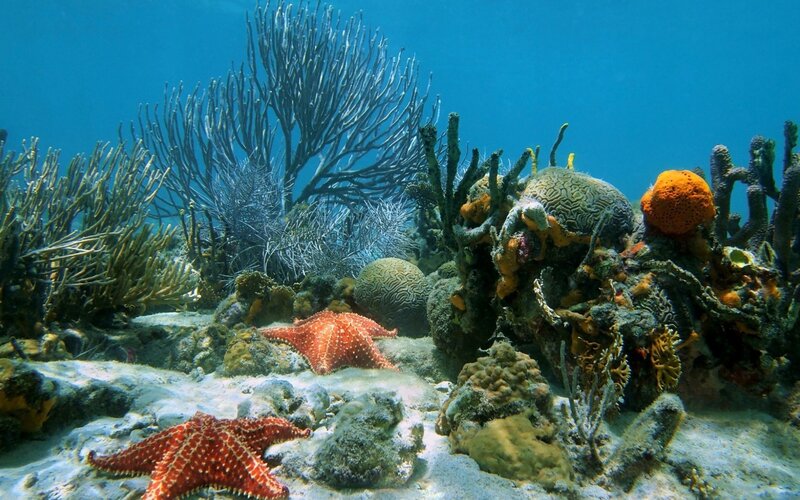 Coral Reef Ecosystem — Blue, Serene, Afternoon