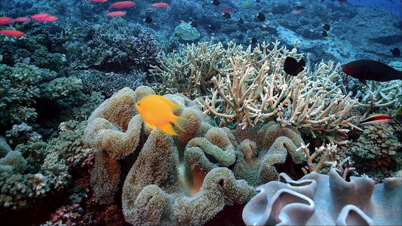 Coral Reef Ecosystem — Blue, Serene, Photograph, Fish