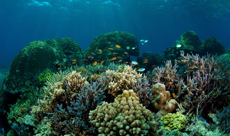 Coral Reef Ecosystem — Blue, Serene, Photograph
