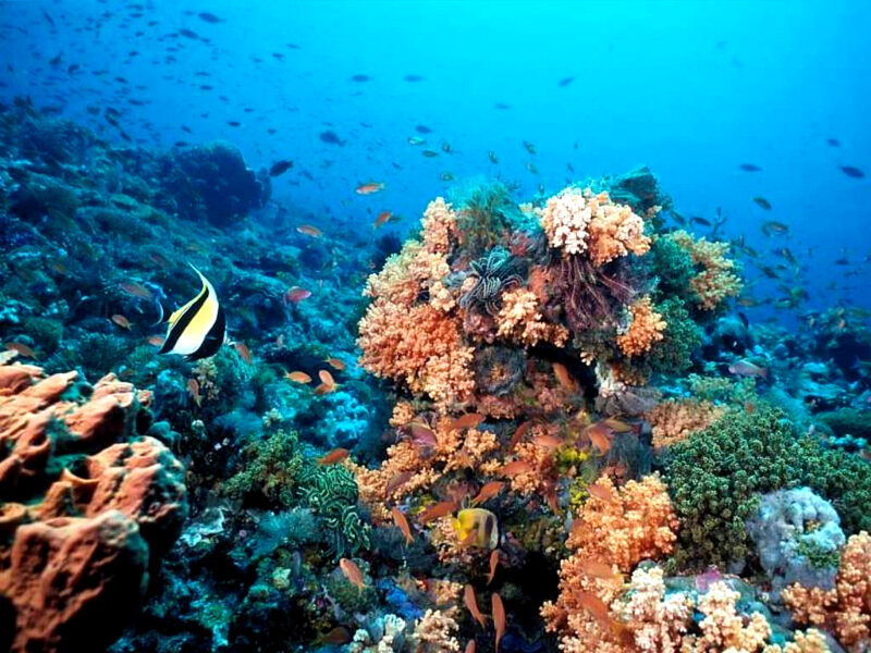 Coral Reef Ecosystem — Blue, Serene