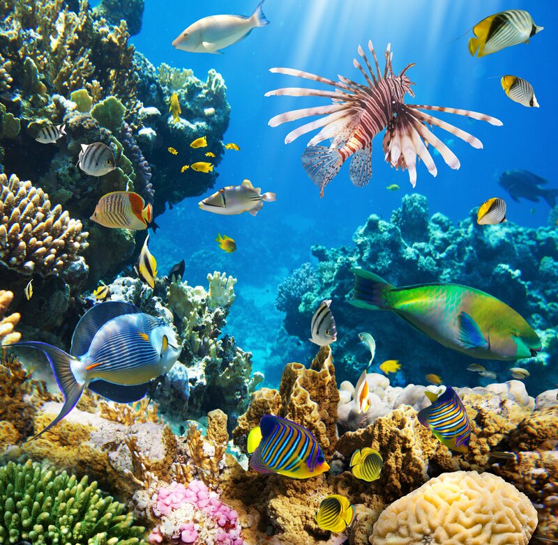 Coral Reef Ecosystem — Blue, Vibrant, Afternoon, Photograph