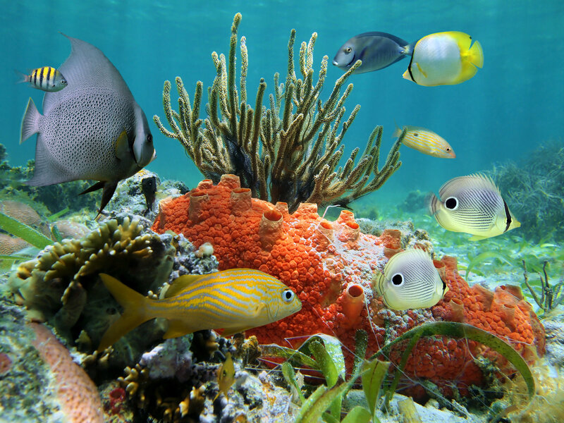 Coral Reef Ecosystem — Blue, Vibrant, Afternoon